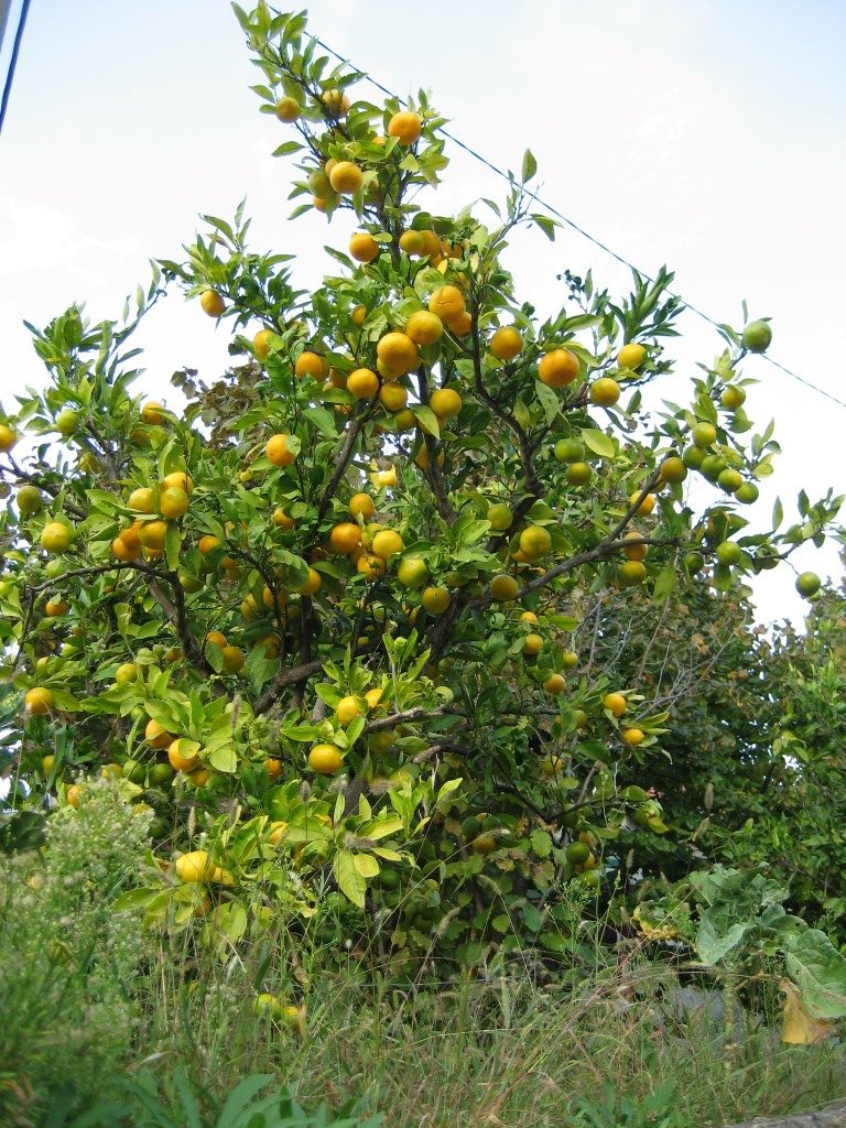 Orange tree laden with fruit